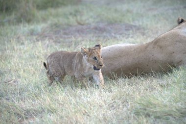 Kenya bozkırında genç bir aslan