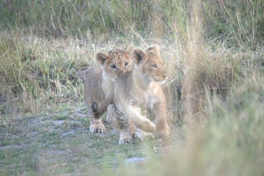 Doğadaki aslan yavrusu.