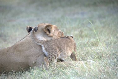 Çimlerde dişi bir aslan yavrusu