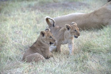 Dişi aslan çimenlerde oynuyor.