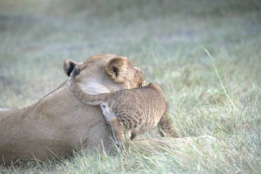 Dişi aslan (panthera leo), yavru aslan, yavru aslan, kenya