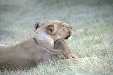 Otların arasında oynayan aslan yavrusu