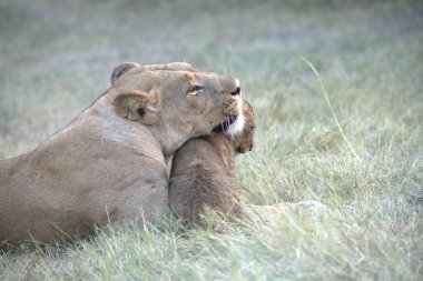 Yerde yatan aslan yavrusu