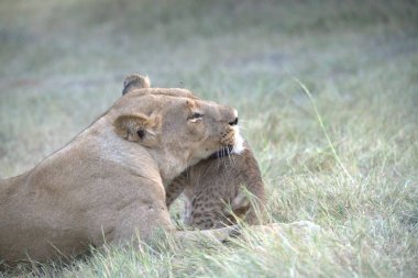 Aslan yavrusu çimlerde