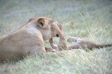 Vahşi doğada bir aslan yavrusu