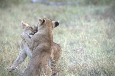 Çita yavrusu doğada, kenya, Afrika