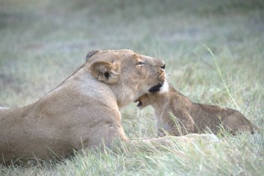 Dişi aslan, aslan yavrusu (panthera leo) Masai Mara, Kenya, Afrika 'da çimlerde yatıyor.
