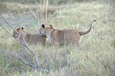 Güney Afrika 'daki Kruger Milli Parkı' nda oynayan bir aslan yavrusu..