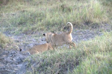 Savanadaki aslan yavruları