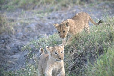 Çimenlerdeki aslan yavrusu