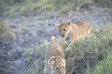 Aslan yavruları çimenlerde oynuyor.