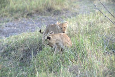 Aslan yavrusu çimlerde