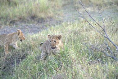 Aslan yavrusu çimlerde