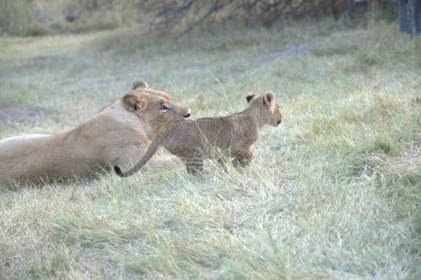 Otların arasında oynayan aslan yavrusu