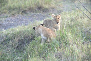 Aslan ın kruger national park, Güney Afrika