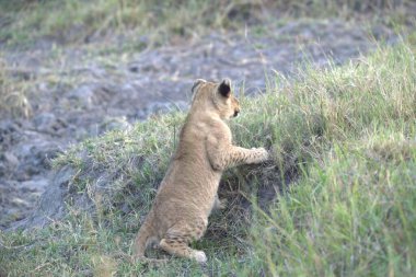 Otların arasında dişi aslan.