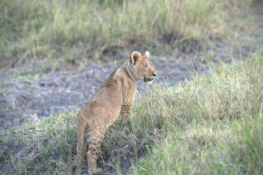 Afrika savanındaki aslan Batı Afrika 'nın vahşi doğasında
