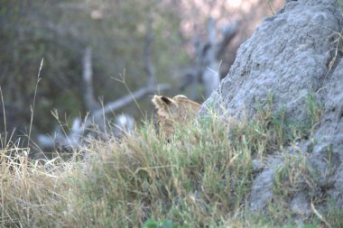 Ormandaki şirin aslanın yakın plan fotoğrafı.