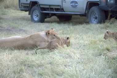 Savanadaki aslanlar, Kenya