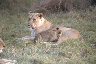 Aslanlar bozkırda dinleniyor.