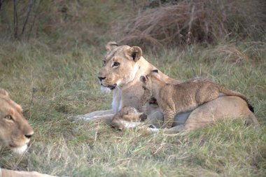 Kenya savanındaki aslanlar