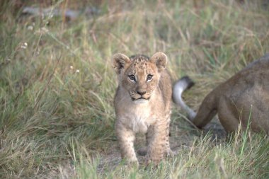 Aslan yavrusu çimenlerde.
