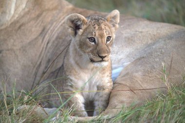 dişi aslan yavrusu çimenlerde