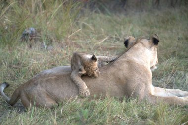 Aslan yavrusu çimenlerde oynuyor, Kruger Ulusal Parkı, Güney Afrika