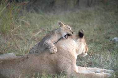 aslan yavrusu ve yavrusu