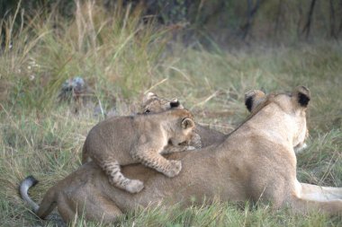 Anne ile aslan yavrusu