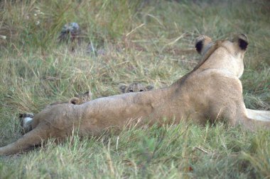 Aslan savanda yatıyor.