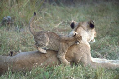 Aslan yavrusu doğada saklanıyor.