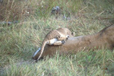 Yavrularında oynayan aslan yavruları avlarını arıyorlar. Panthera Leo ailesi..