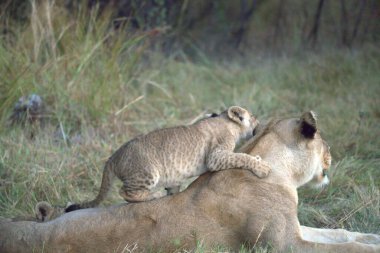 Anne ile aslan yavrusu