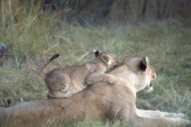 Anne ile oynarken aslan yavrusu