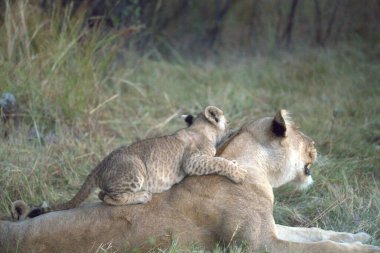 Hayvanat bahçesindeki aslanlar