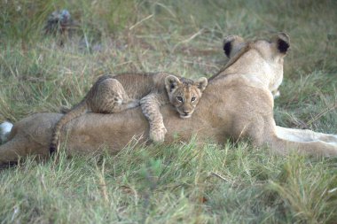 Aslanlar savanadaki Panthera Leo ailesidir, Kenya.