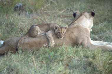 Hayvanat bahçesindeki aslanlar