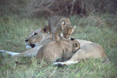 Kenya savanındaki aslan