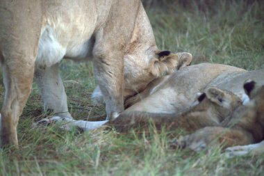 Vahşi aslan yavrusu