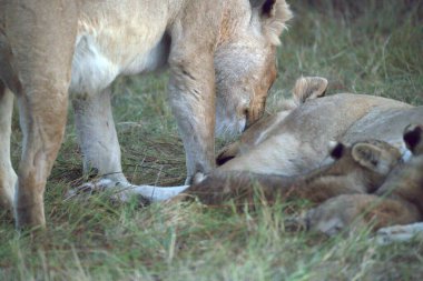 Aslan yavrusu annesini besliyor.