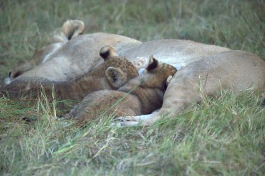 Çimenlerde yatmak aslan