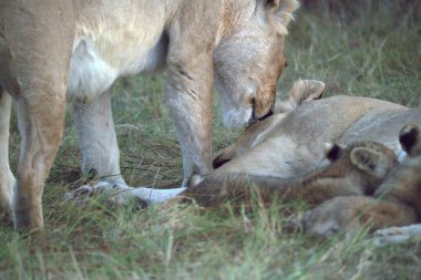 Aslan yavrusu Güney Afrika 'daki Kruger Ulusal Parkı' nda bir anneyle besleniyor.