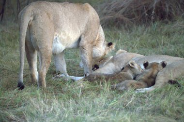 Aslan yavrusu anne ve yavrusuyla