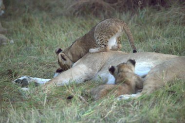 Savanadaki bir grup aslan.