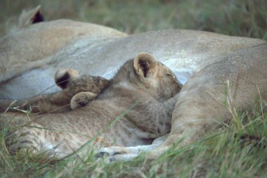 Savannah dişi aslan