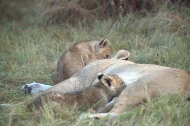 Savannah içinde oturan aslanlar