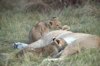 Vahşi doğada dişi aslan.