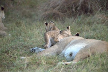 Savannah dişi aslan