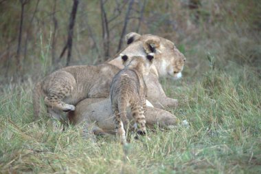 Anne tarafından oynanan Çita Yavrusu